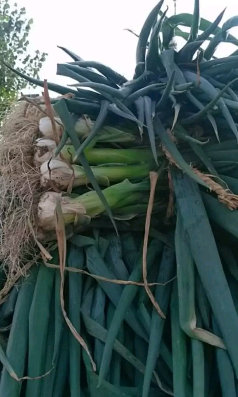 河北定州鸡腿大葱大量上市