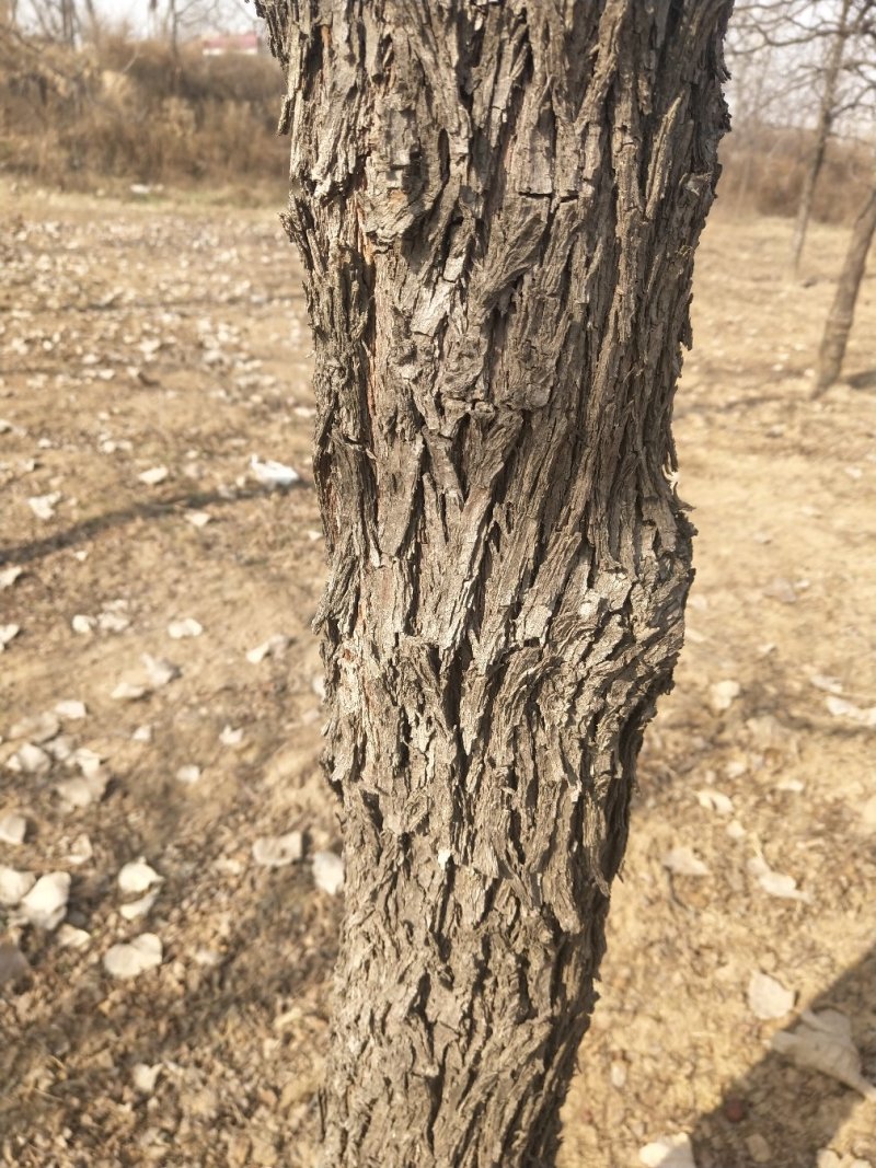 大荔沙苑枣树