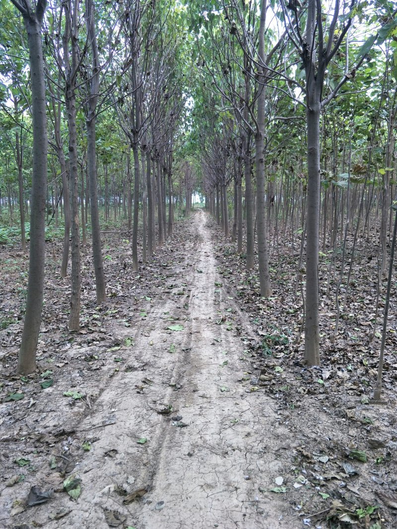 楸树