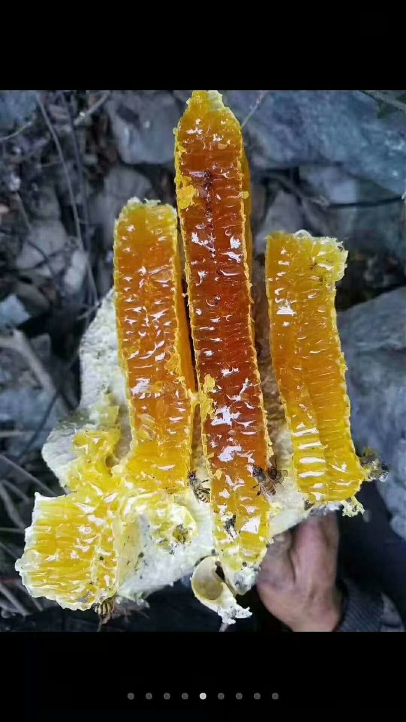 大凉山野生土蜂蜜天然蜂蜜店家自产农家散养百花蜂蜜结晶1斤