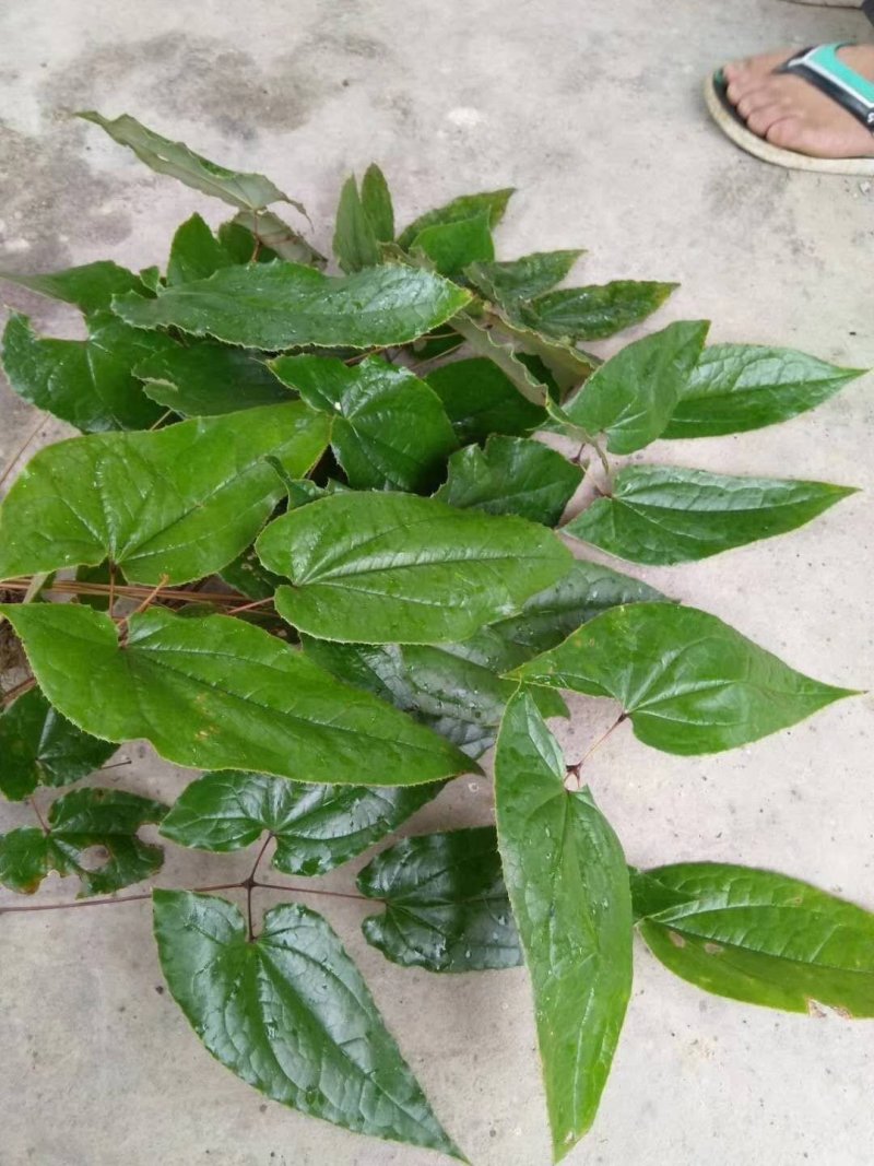 淫羊藿