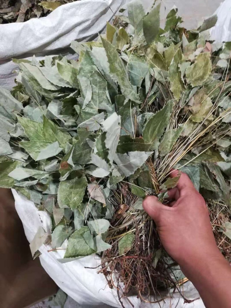淫羊藿