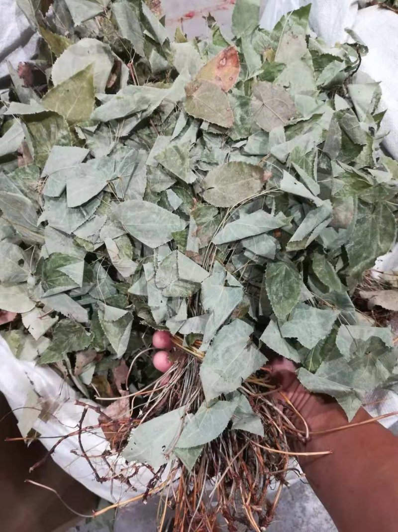淫羊藿