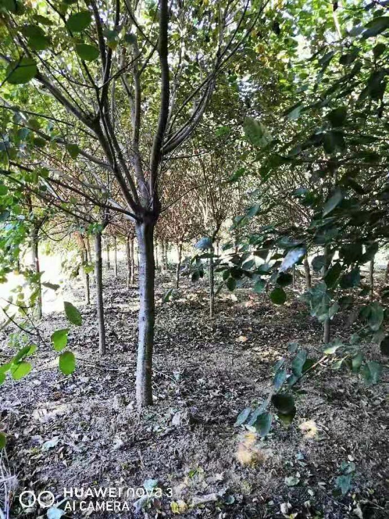 黄栌