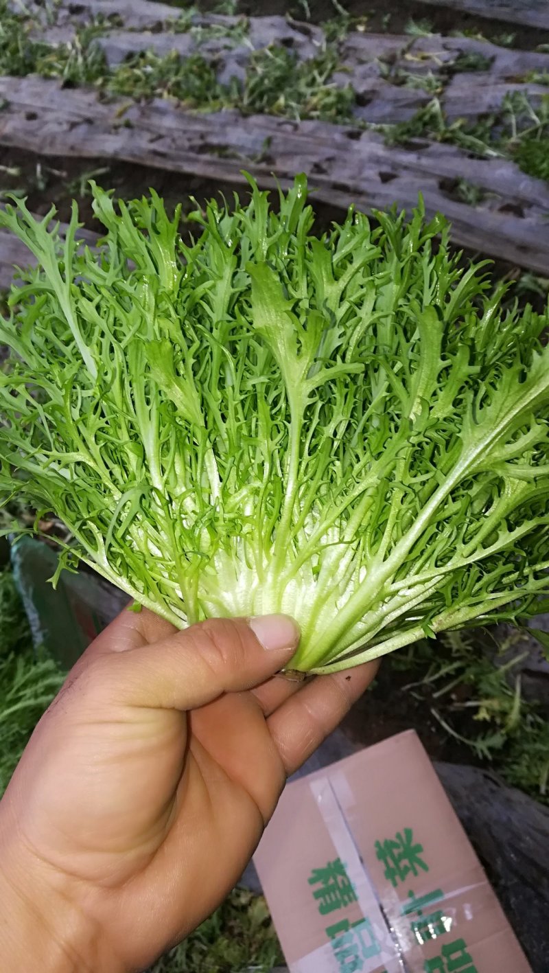 各个都是精品