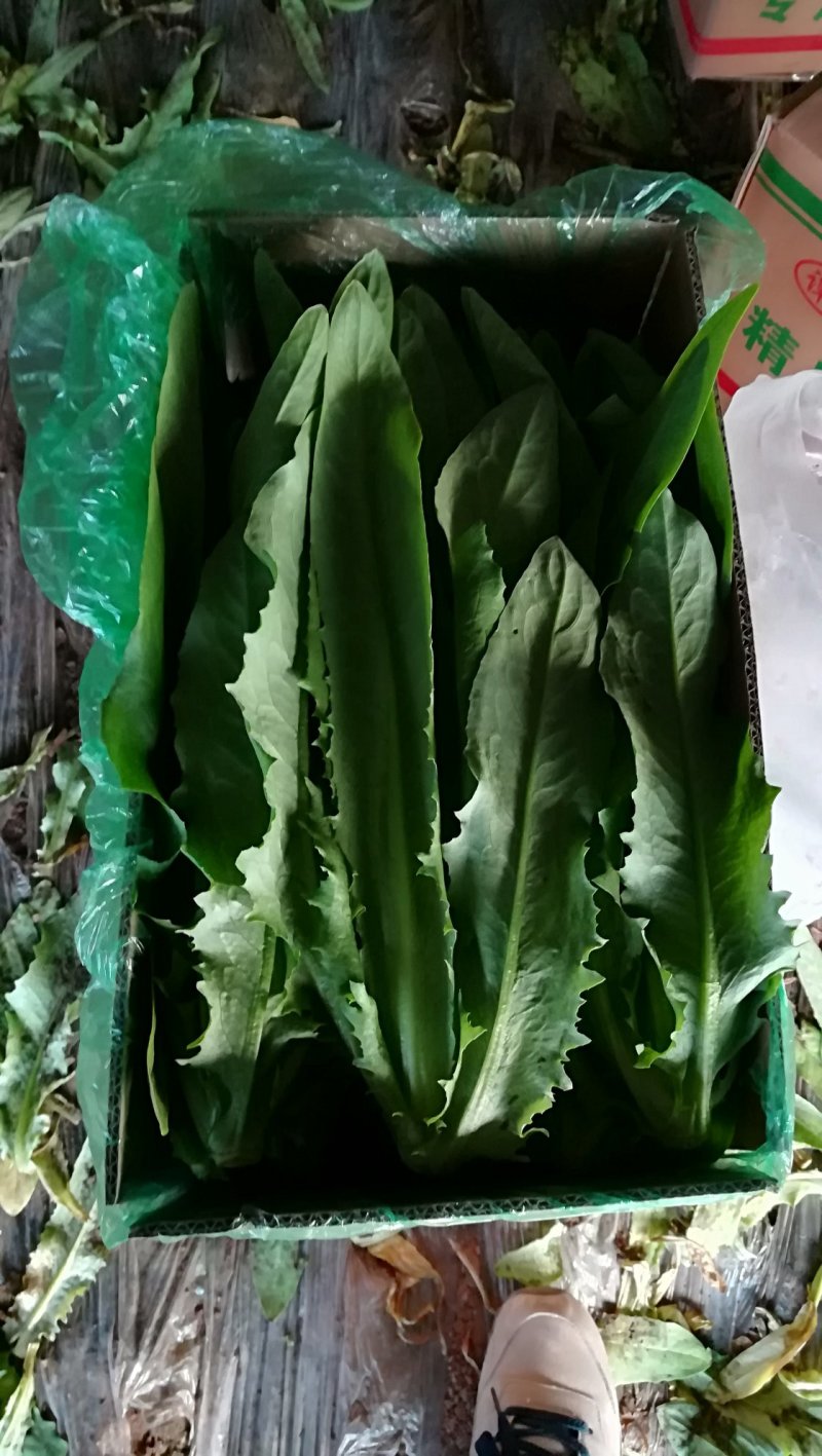 精品油麦菜