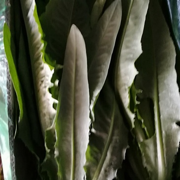 精品油麦菜