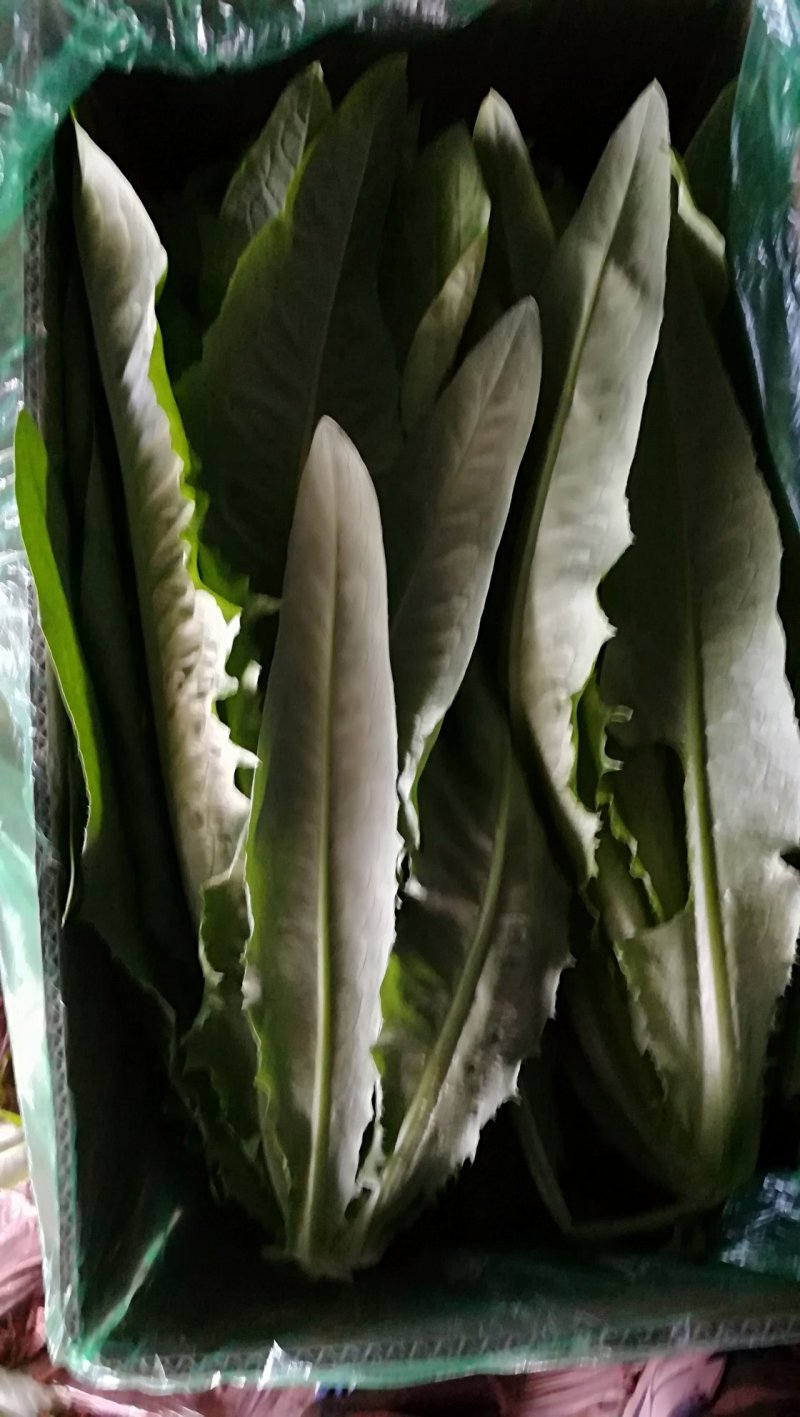 精品油麦菜