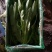 精品油麦菜