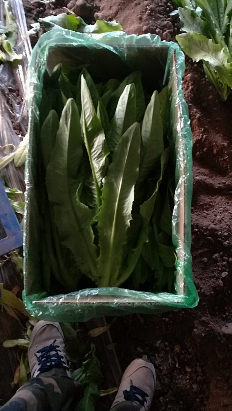 精品油麦菜