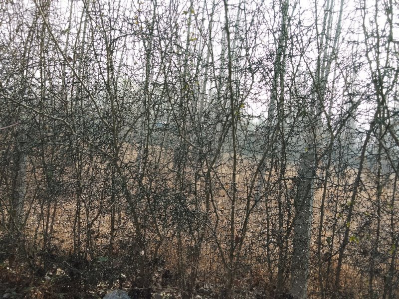 枸橘树