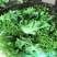 精品生菜