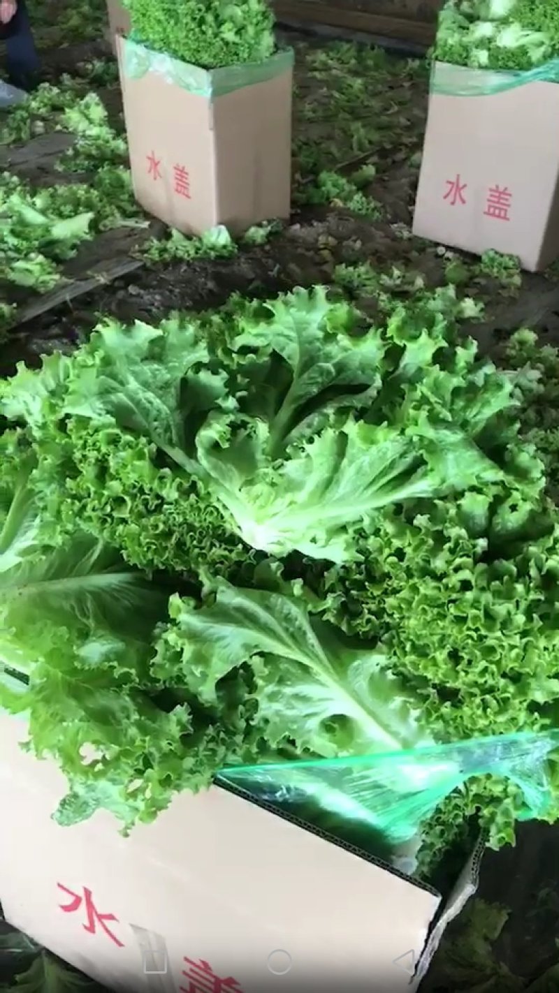精品生菜