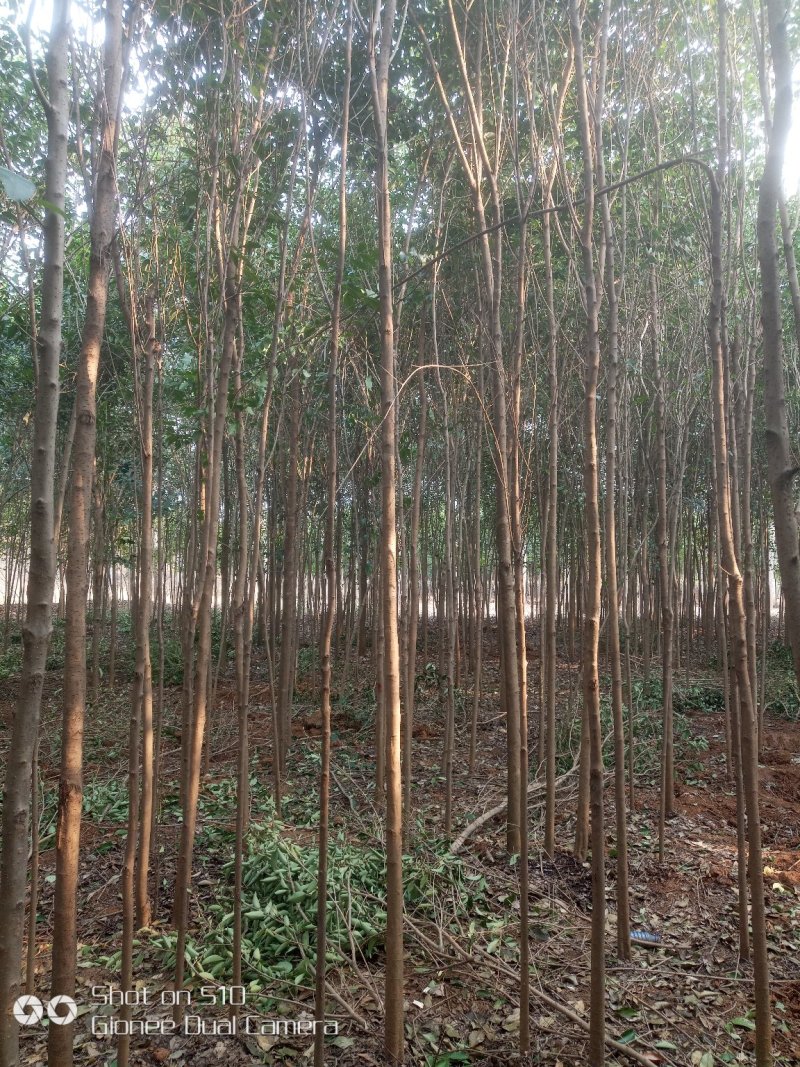 大叶女贞4公分，质优价廉