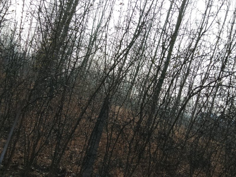 枸橘树