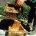 大凉山野生土蜂蜜天然蜂蜜店家自产农家散养百花蜂蜜结晶1斤