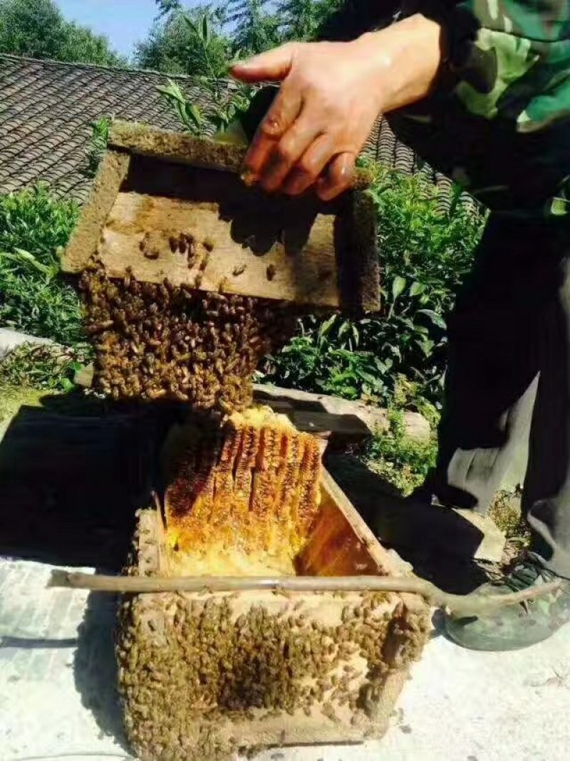 大凉山野生土蜂蜜天然蜂蜜店家自产农家散养百花蜂蜜结晶1斤