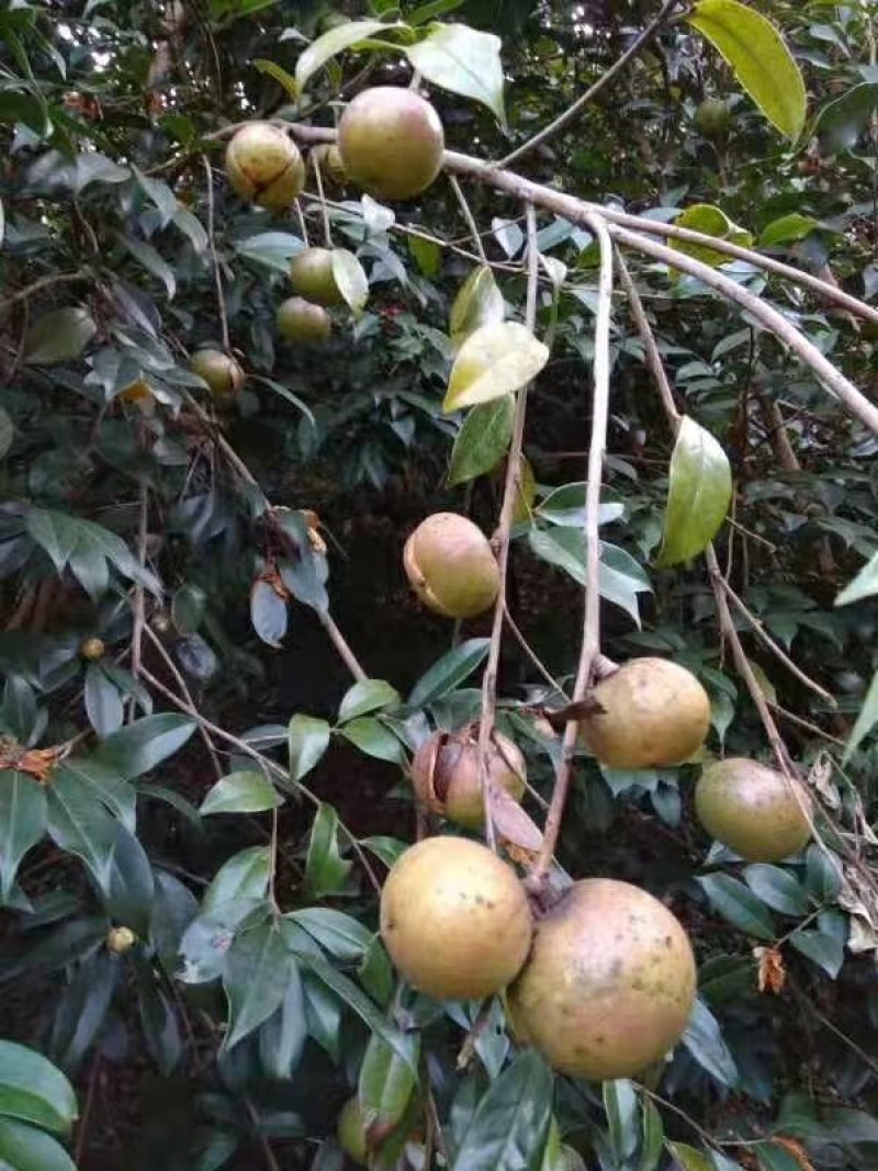 山茶油45元一斤
