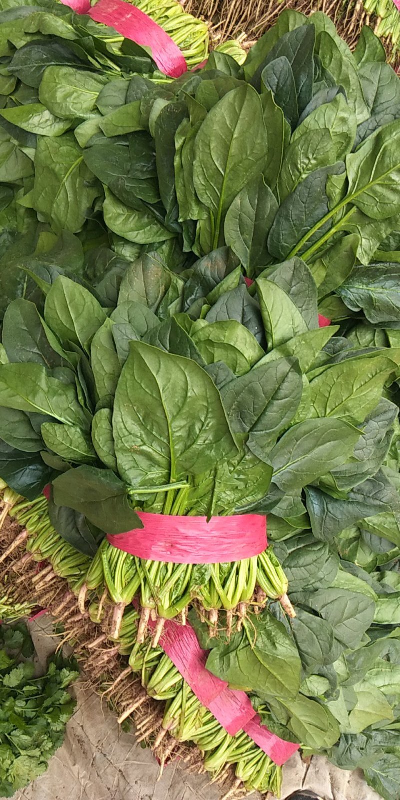 精品大叶菠菜支持各种包装