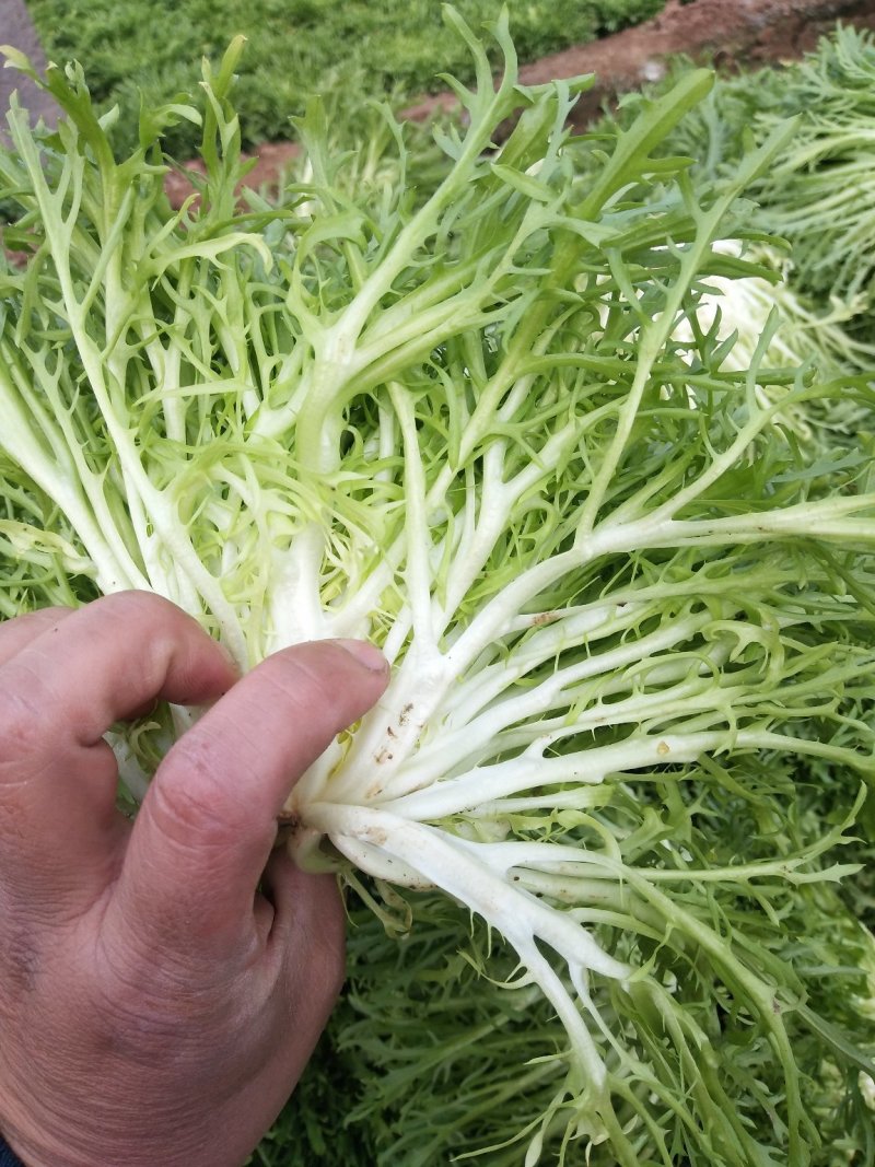 苦菊