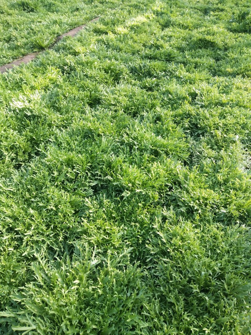 苦菊