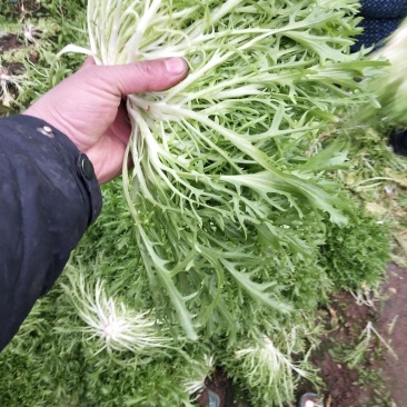 苦菊