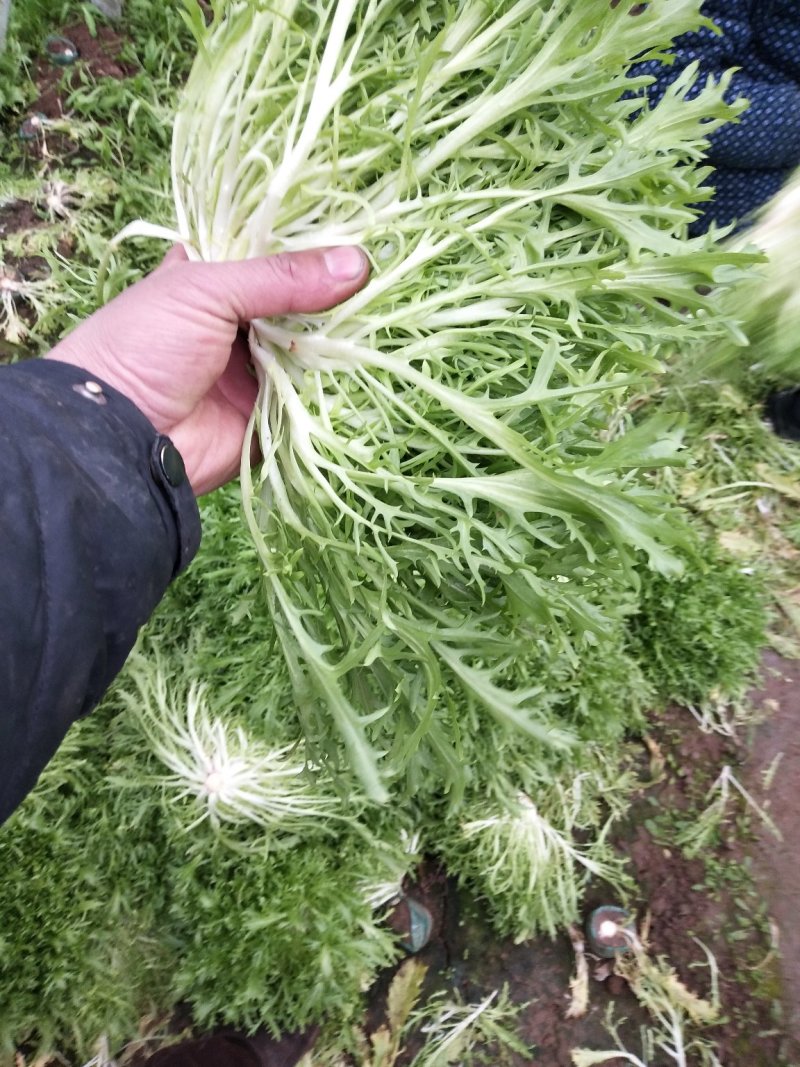 苦菊