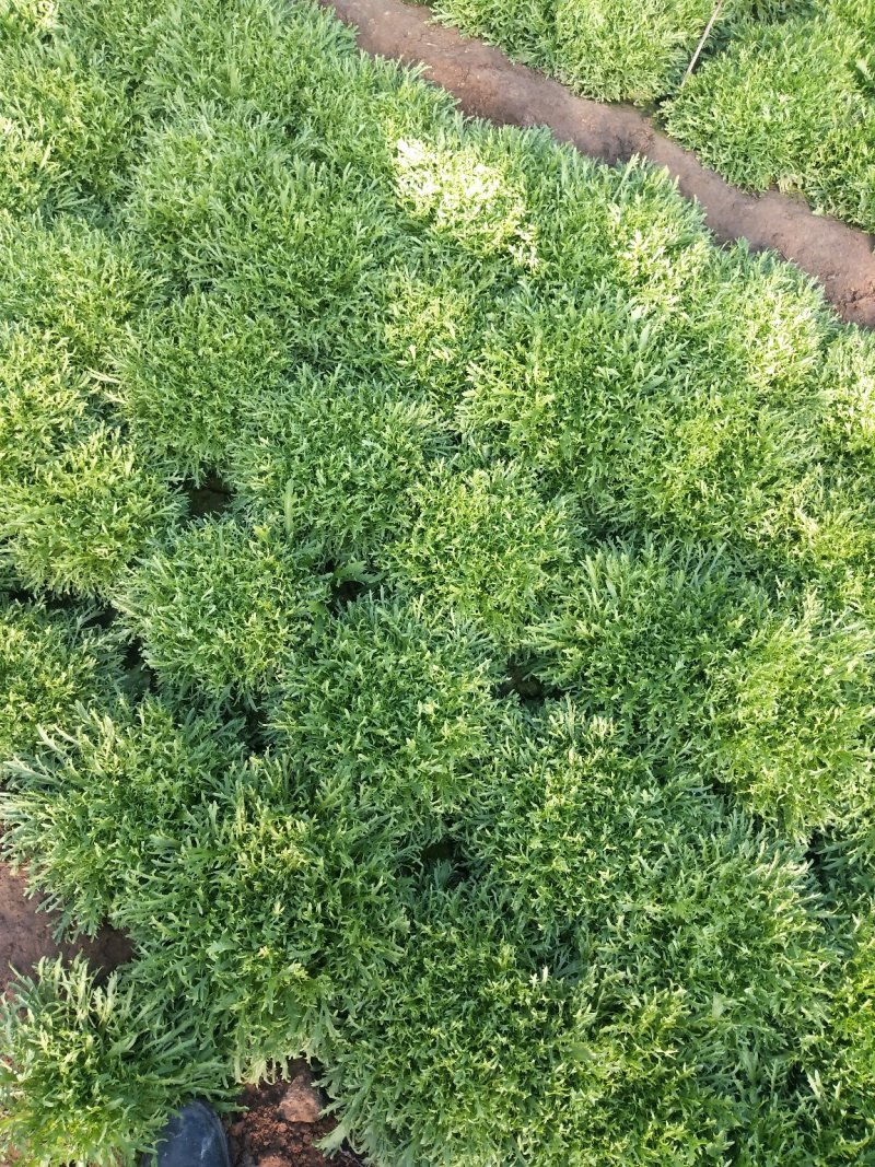 苦菊