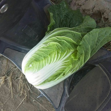河北定州黄心白菜大量上市