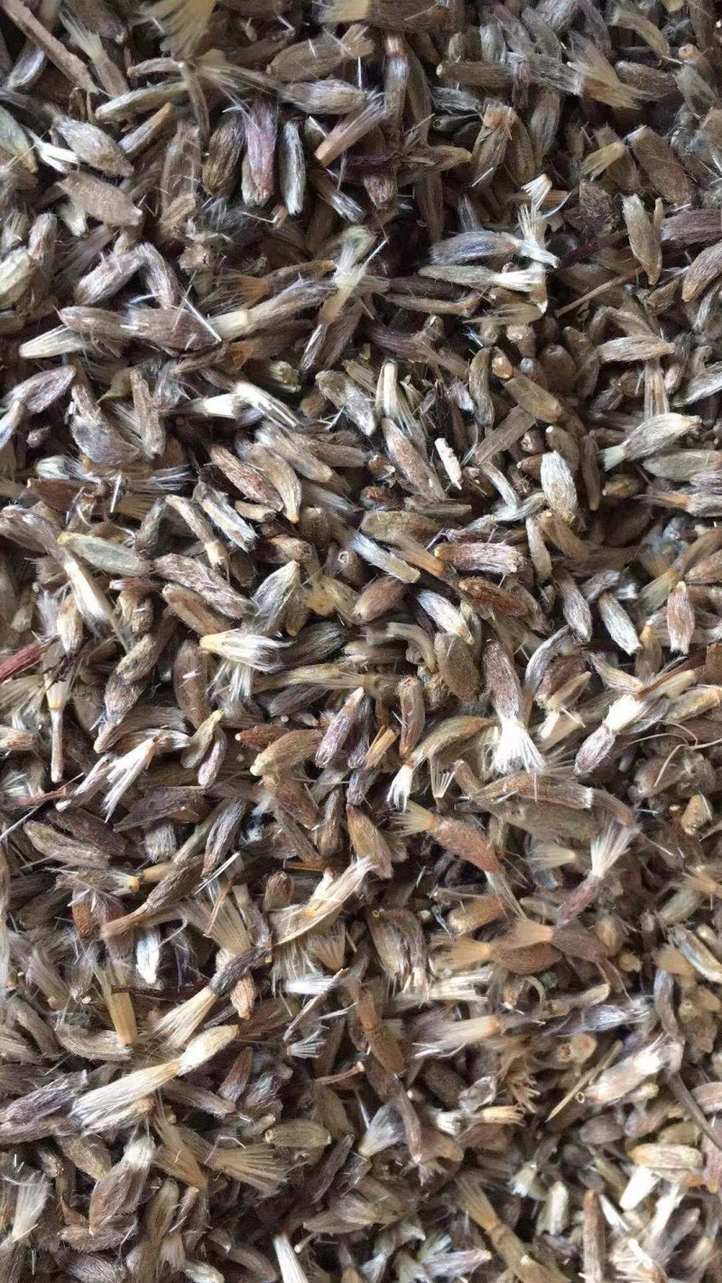 白术种子