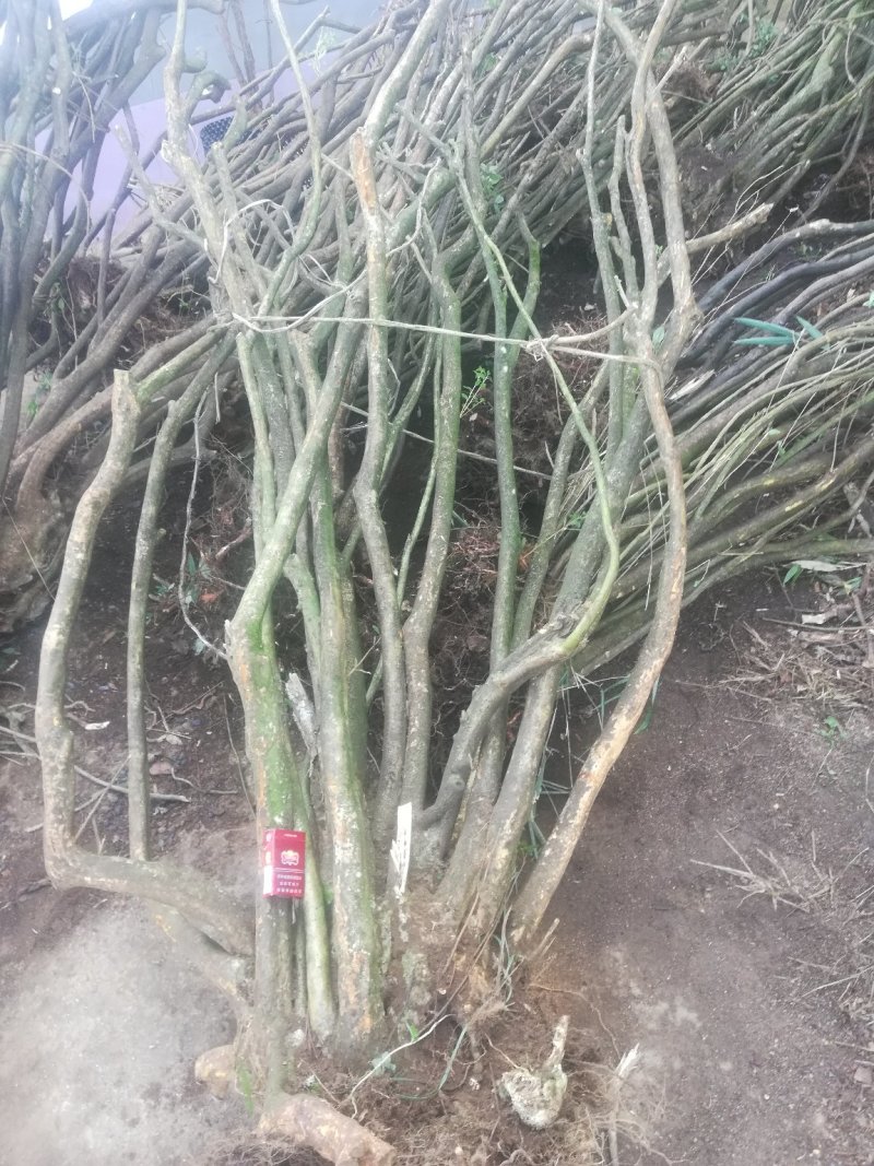 映山红地景桩