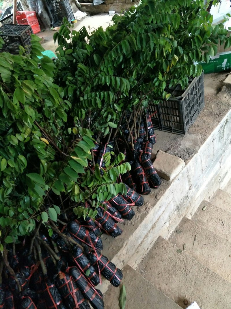 四季甜杨桃苗正品嫁接苗种植一年挂果四季挂果
