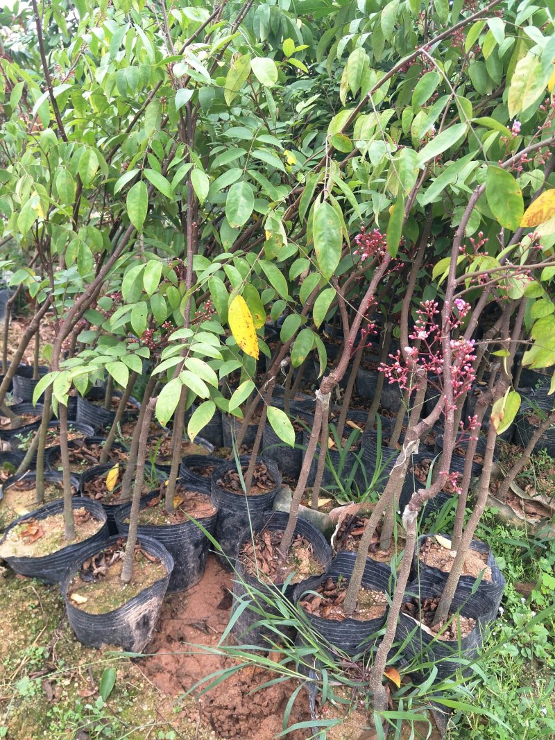 四季甜杨桃苗正品嫁接苗种植一年挂果四季挂果