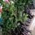 四季甜杨桃苗正品嫁接苗种植一年挂果四季挂果