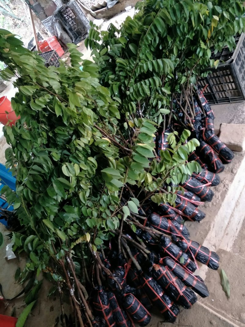 四季甜杨桃苗正品嫁接苗种植一年挂果四季挂果