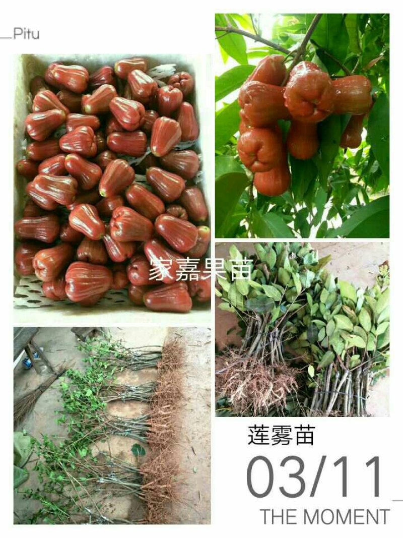 莲雾苗基地直供/24小时内发货包技术指导/死苗断苗补发