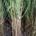 优质新品种！适合南北方种植超级珍品王可盆栽地栽抗旱抗涝！