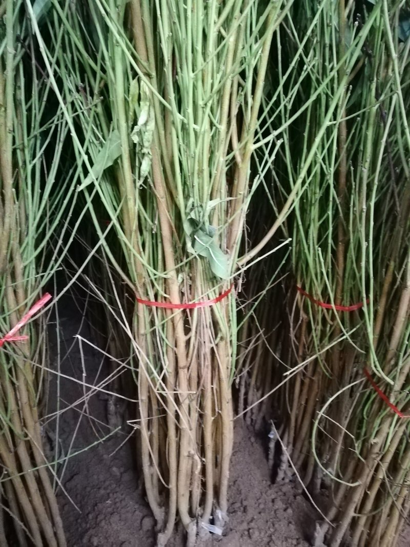 优质新品种！适合南北方种植超级珍品王可盆栽地栽抗旱抗涝！