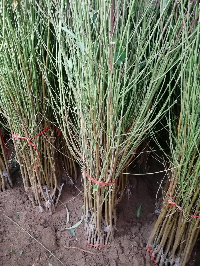 优质新品种！适合南北方种植超级珍品王可盆栽地栽抗旱抗涝！