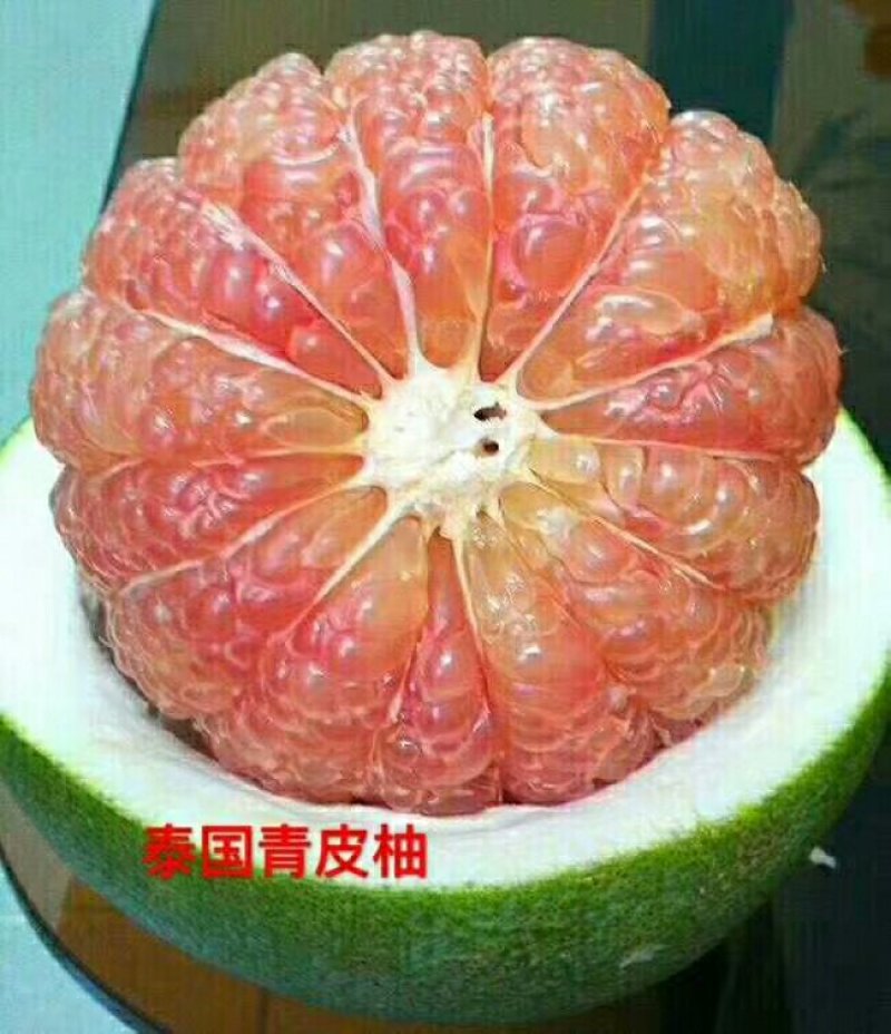 青皮柚苗基地直供/24小时发货包技术指导/死苗断苗补发