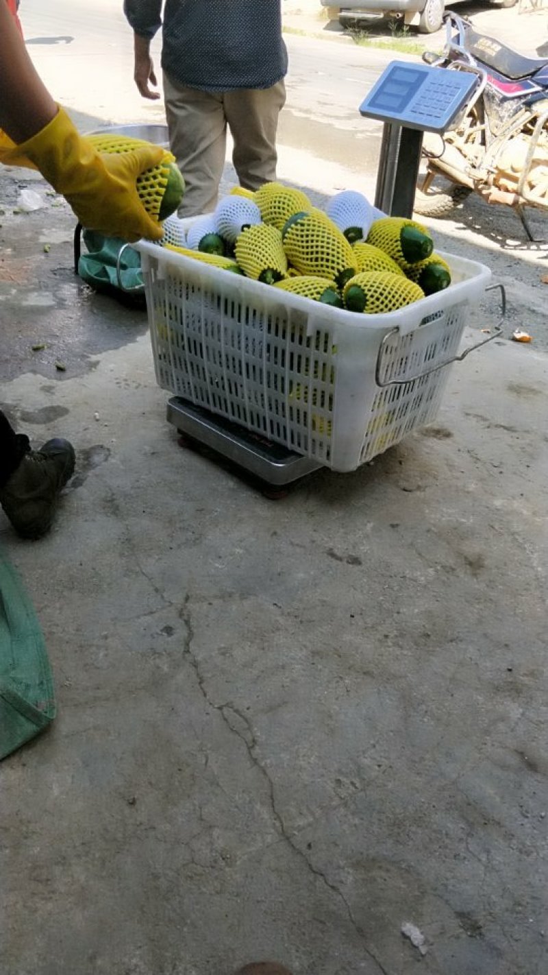 红心木瓜