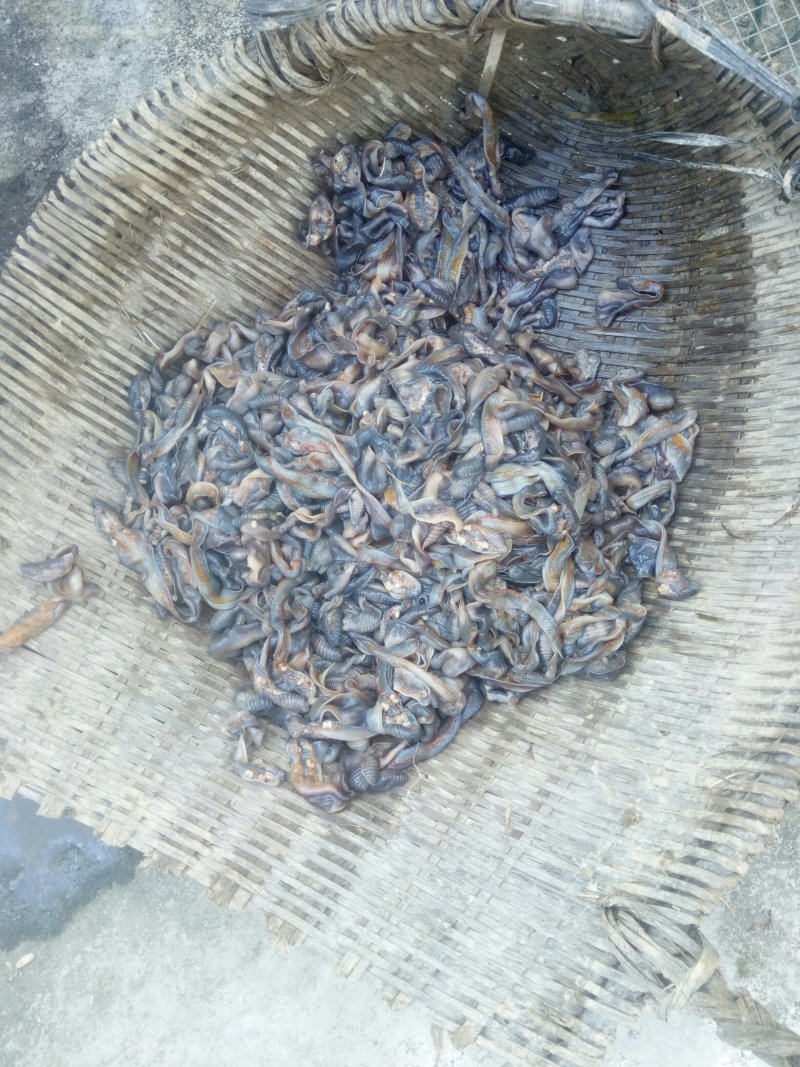 优质地龙干