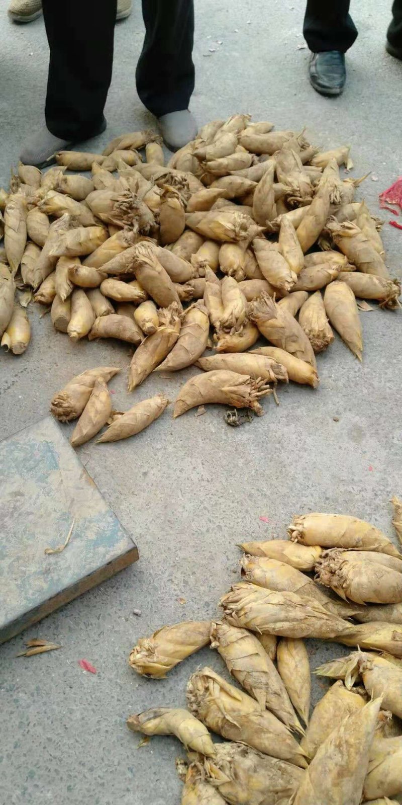 纯天然野生冬笋出售