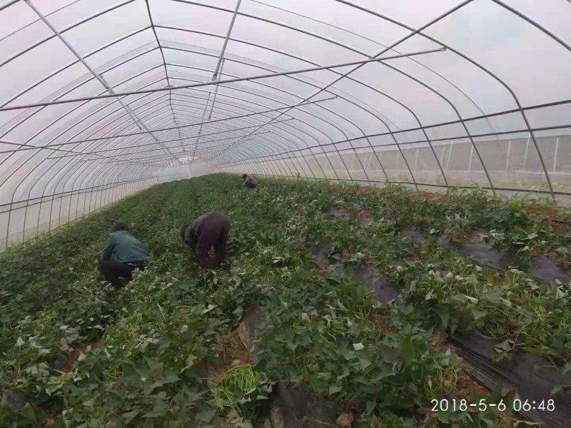 红薯苗，大田苗，高剪苗，现货供应，支持视频看货