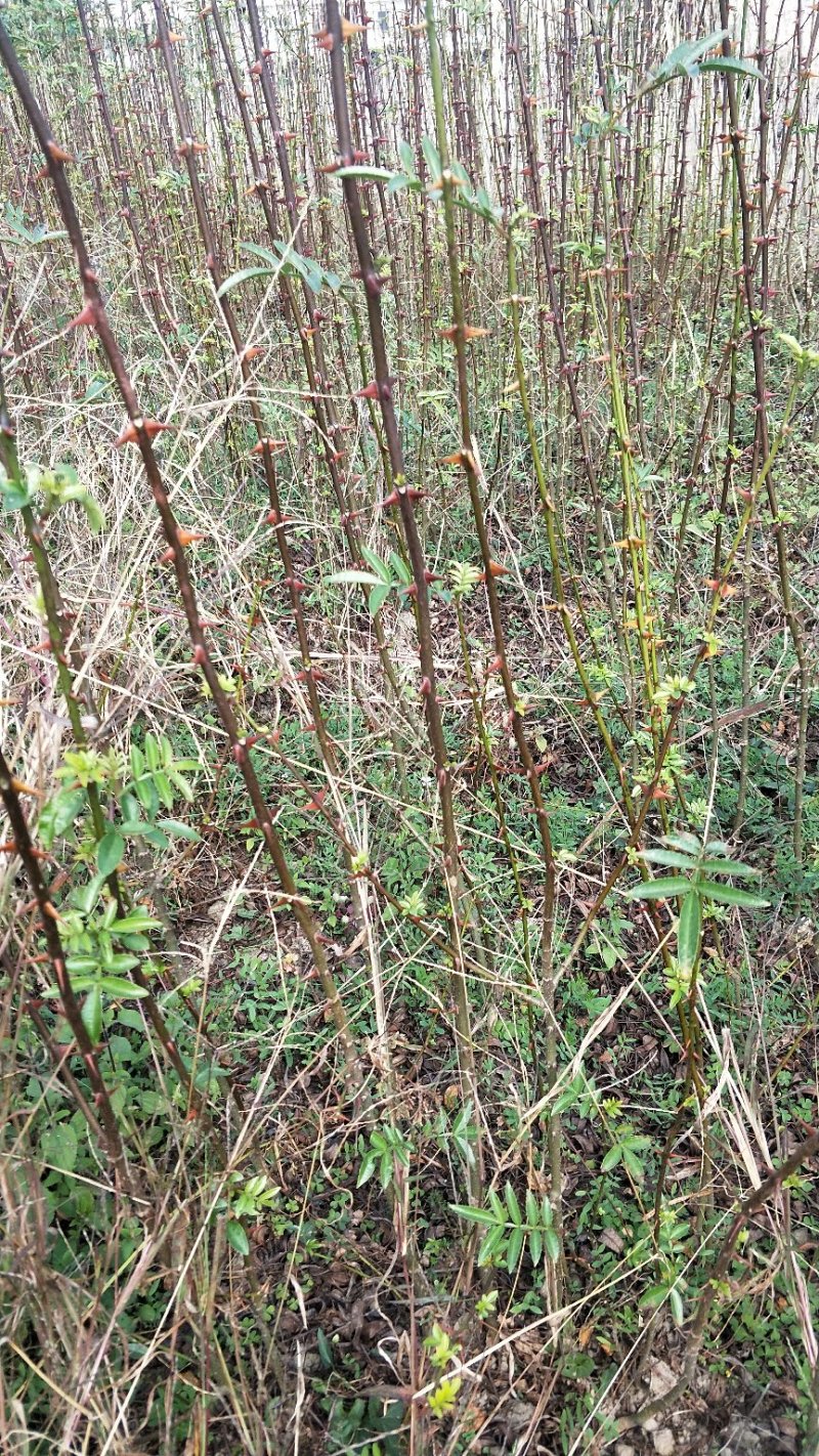 青花椒苗红椒苗袋苗和裸根苗