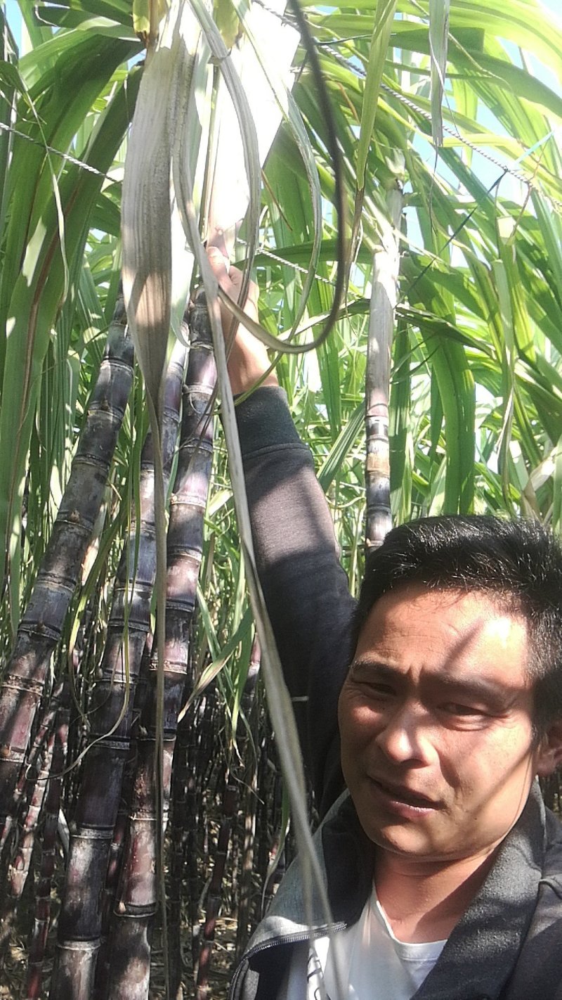 广东甘蔗