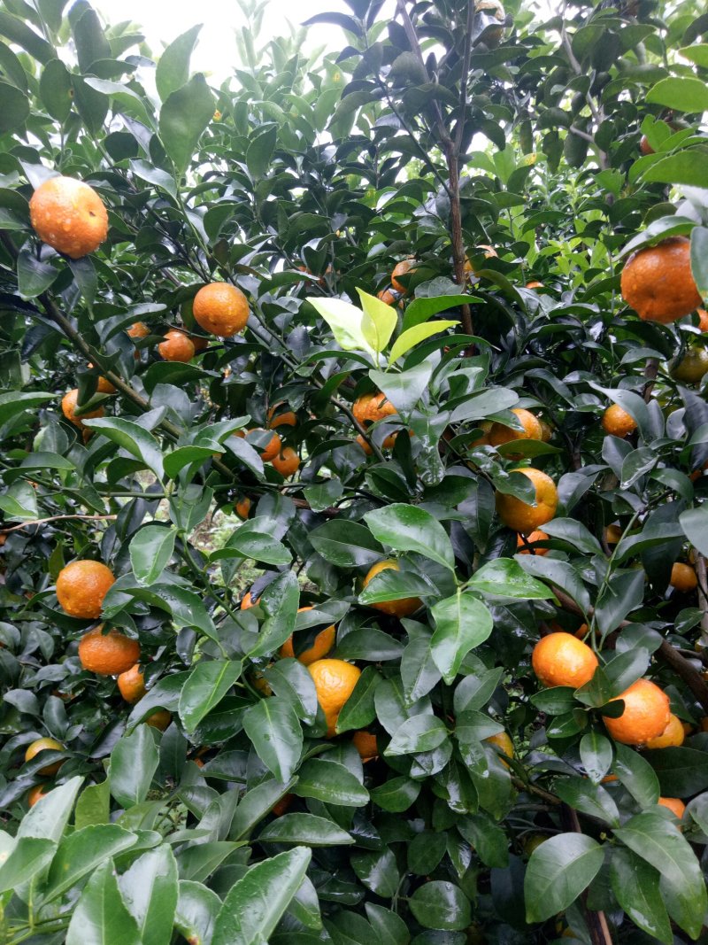大量供应优质沙糖橘