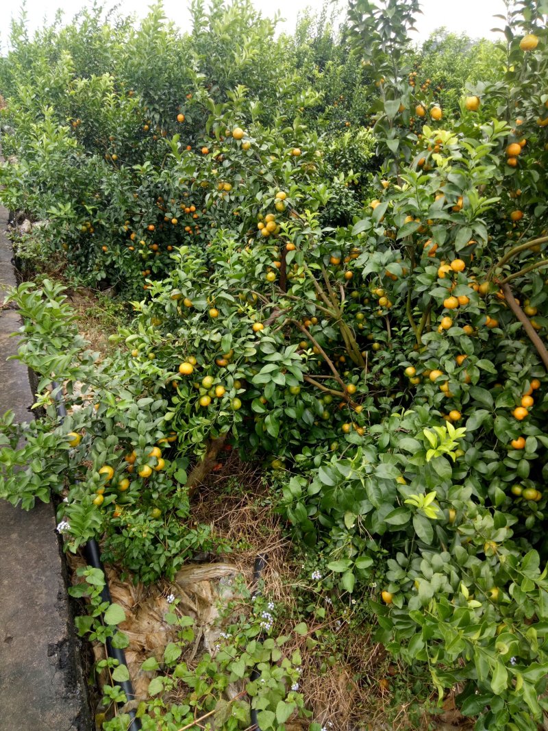 大量供应优质沙糖橘