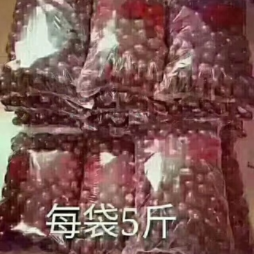 名枣之首稷山板枣