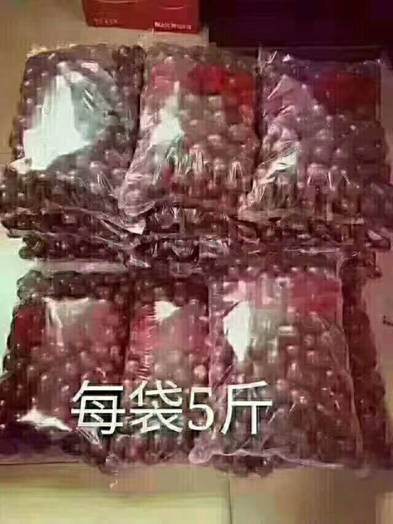 名枣之首稷山板枣